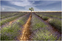nury marc_plateau de valensole 56